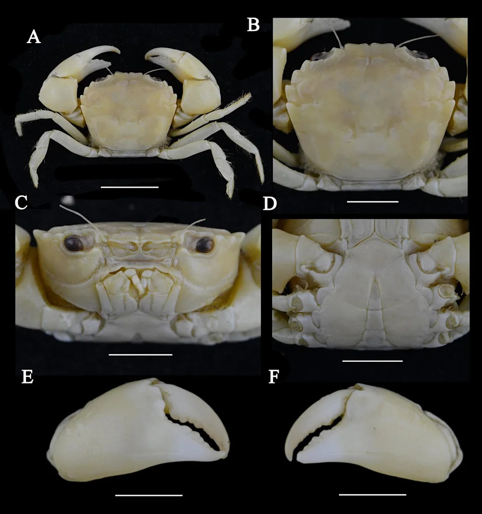 Hidden Under Rocks: Tiny South China Sea Crab Revealed as New Species, Eucrate liui