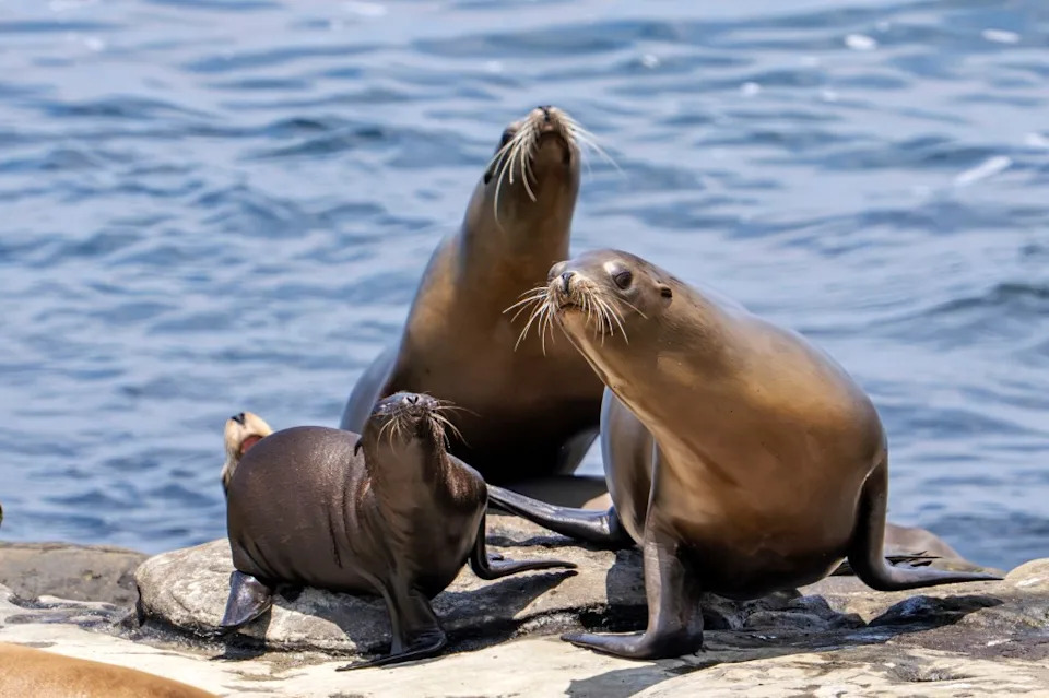 Viral Video Shows Man Kicking Sea Lion at La Jolla Cove; NOAA Investigating
