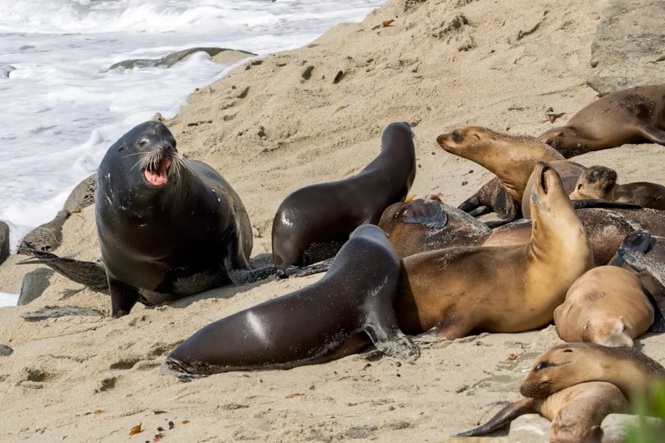 Viral Video Shows Man Kicking Sea Lion at La Jolla Cove; NOAA Investigating