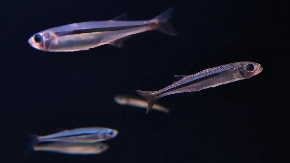 Fish Skin That 'Senses' Light: Cobalt Silversides Show Rapid, Blue-Sensitive Iridophore Responses