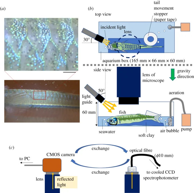 Fish Skin That 'Senses' Light: Cobalt Silversides Show Rapid, Blue-Sensitive Iridophore Responses