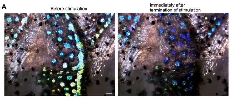 Fish Skin That 'Senses' Light: Cobalt Silversides Show Rapid, Blue-Sensitive Iridophore Responses