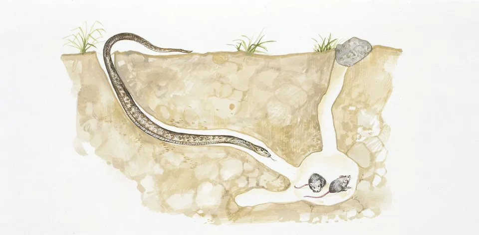 Exceptionally Preserved Cretaceous Snake Fossil Tametara mirim Illuminates 75–85 Million Years Of Evolution