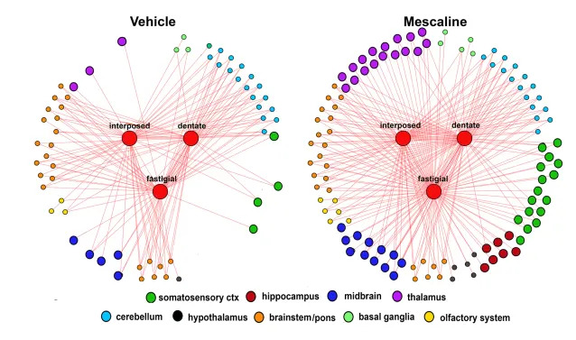 Meskalin Menja Senzornu Filtraciju: fMRI Studija Na Pacovima Povezuje Cerebelum Sa Hipokampusom