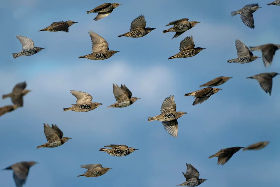 Why Do Starlings Swoop and Swirl? The Science Behind Murmurations