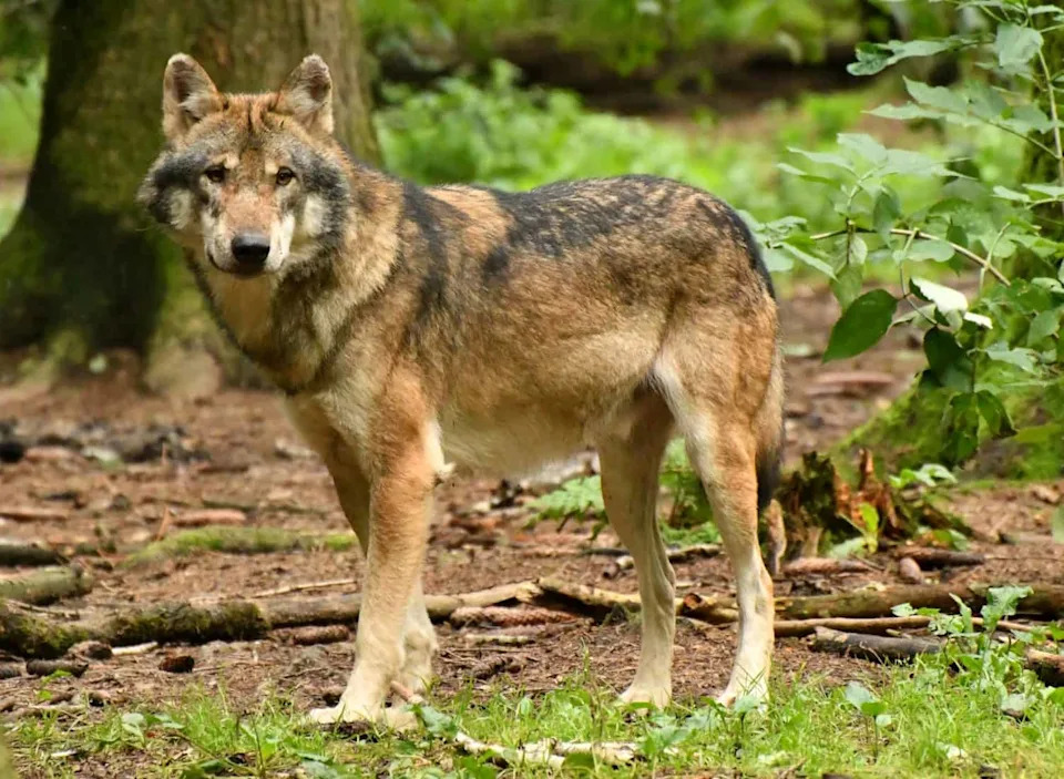 Hope for Red Wolves: 23 Pups Born in North Carolina — Biggest Year Since 2013