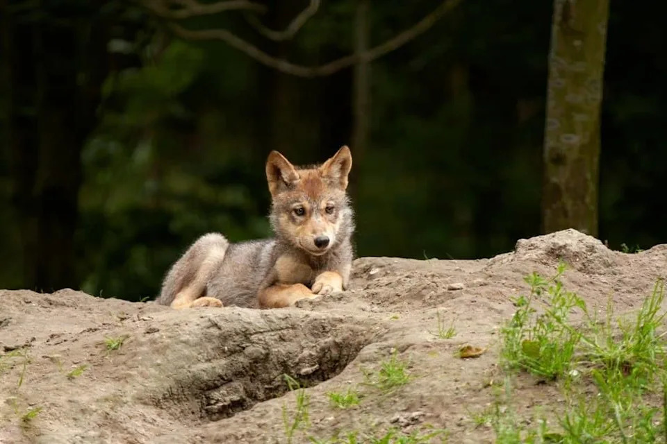 Hope for Red Wolves: 23 Pups Born in North Carolina — Biggest Year Since 2013