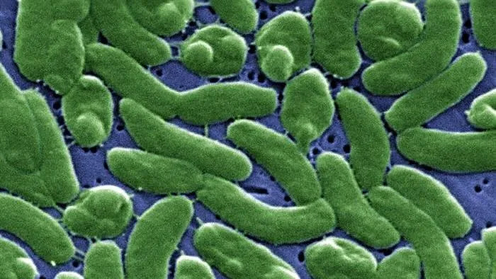 Florida Reports First 2026 Death From Rare Flesh‑Eating Bacteria Amid Rising Cases