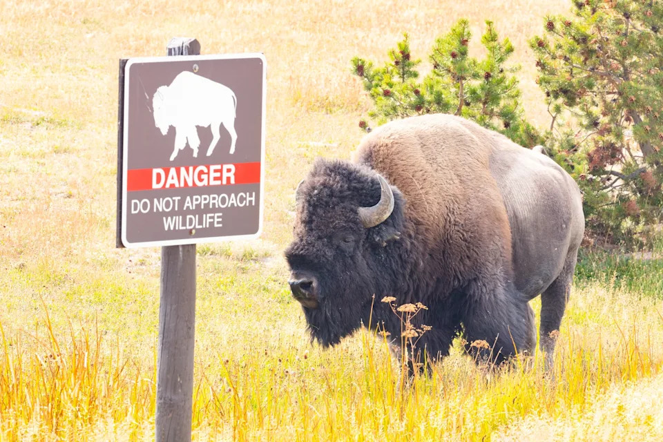 Fisherman Narrowly Escapes Bison Encounter in Yellowstone After Warning Honk
