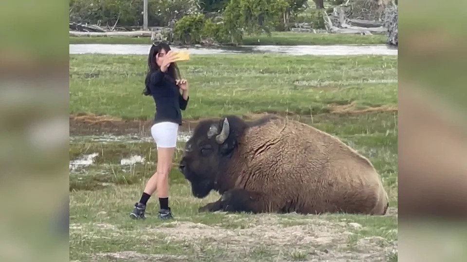 Fisherman Narrowly Escapes Bison Encounter in Yellowstone After Warning Honk