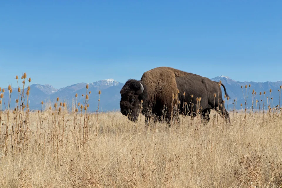 Fisherman Narrowly Escapes Bison Encounter in Yellowstone After Warning Honk
