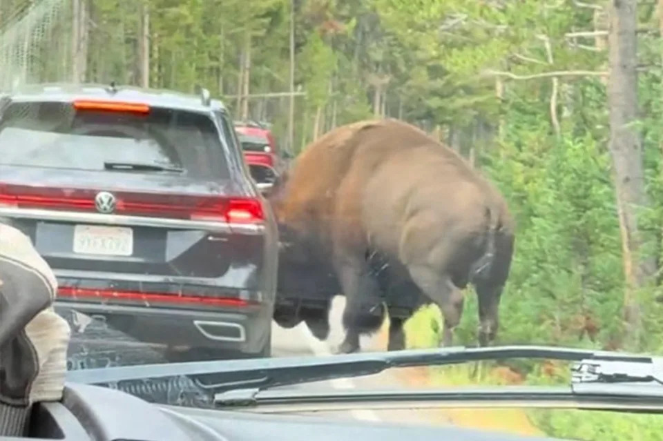 Terrifying Video: Massive Bison Rams SUV in Yellowstone, Blows Out Tire