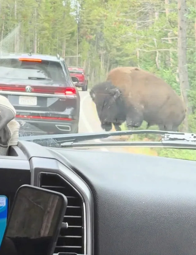 Terrifying Video: Massive Bison Rams SUV in Yellowstone, Blows Out Tire