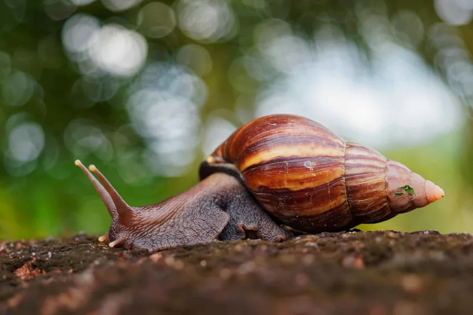 Tiny Tree Snails Make a Comeback on Moorea After 40 Years Away From the Wild