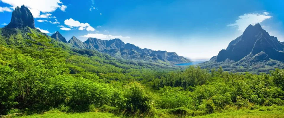 Tiny Tree Snails Make a Comeback on Moorea After 40 Years Away From the Wild
