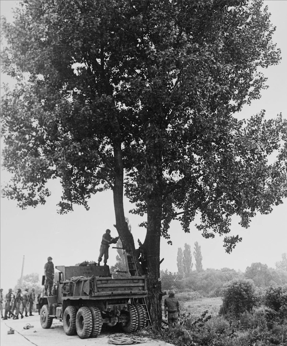 How an Axe Murder and a Tree Nearly Triggered World War III: The True Story of Operation Paul Bunyan