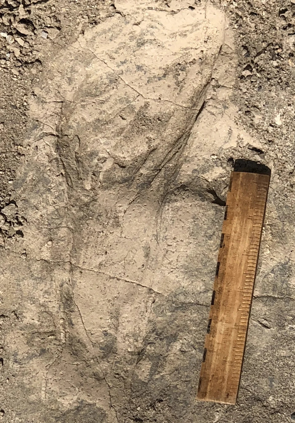 Otisci sa Turkane: Paranthropus boisei Viši i Društveniji nego Što Se Mislilo