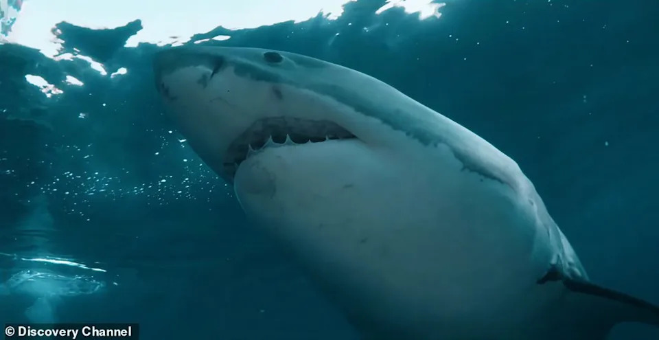 109 Great White Sharks Recorded Off Nova Scotia in One Month — Meet 20‑Foot ‘Big Rose’