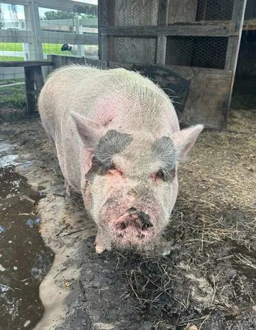 Beloved Pig Waddles Found Severely Sunburned — SPCA Tampa Bay Faces Possible Shutdown