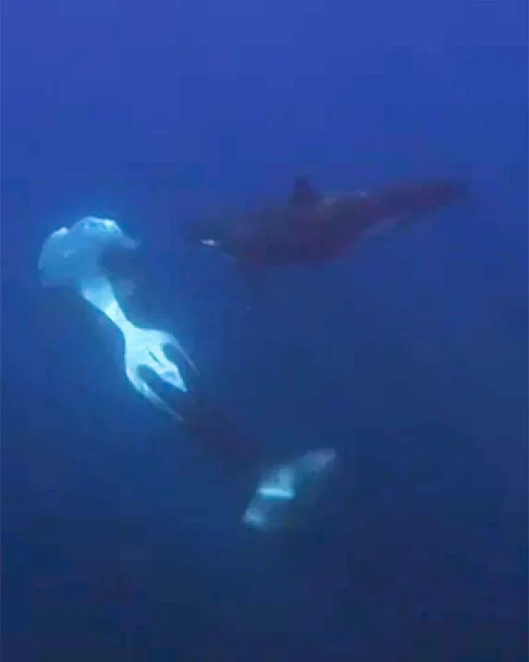 Tri orke razbile sunfish udarcima: dramatičan podvodni snimak otkriva koordinisanu tehniku