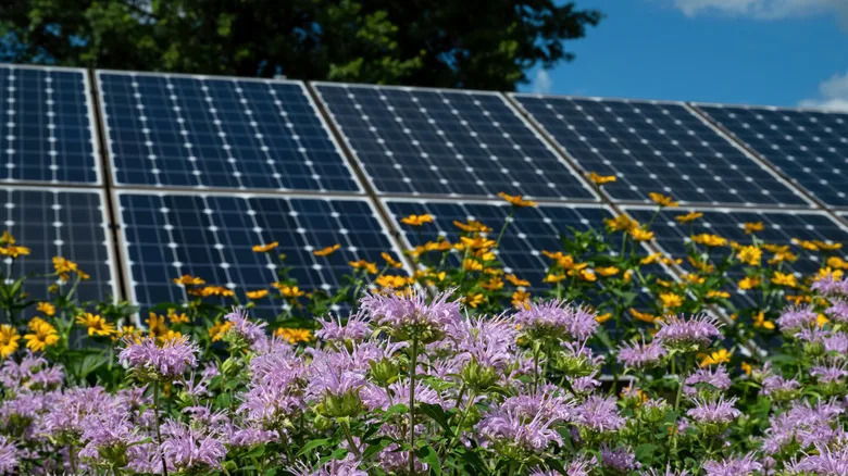 Solarne Farme U Minesoti Neočekivano Povećale Broj Insekata — Broj Pčela Porastao 20 Puta