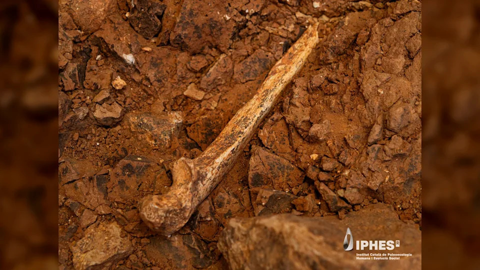 Kanibalizam među Homo antecessor: Dokazi da su žrtve bile i odrasli, ne samo deca