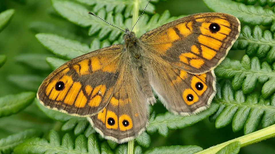 Conservationists Devastated as Safety Work Smothers Rare Butterfly Habitat at Hoe Grange Quarry