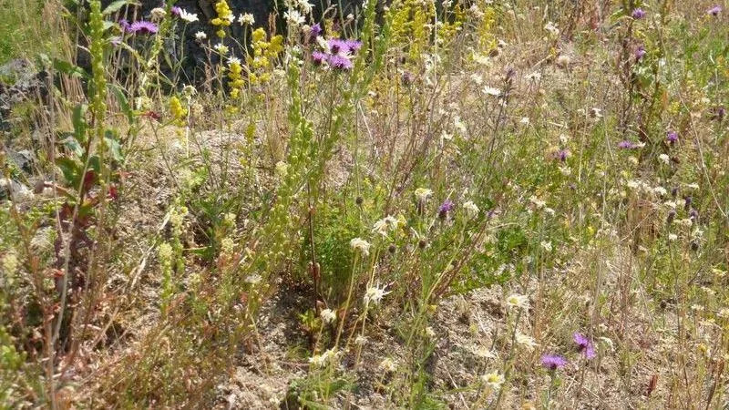 Conservationists Devastated as Safety Work Smothers Rare Butterfly Habitat at Hoe Grange Quarry