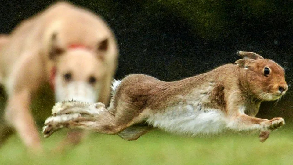 Gates Smashed and Crops Ruined: Hare Coursing Gangs Threaten Farmers West of Cardiff