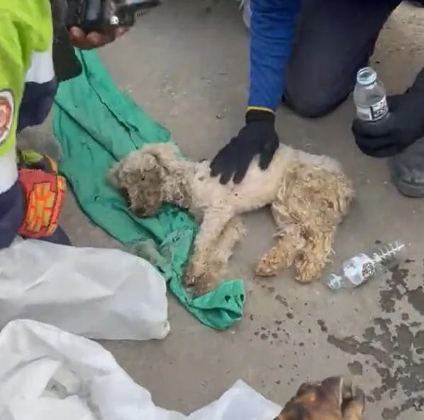 Poodle Beyli Pulled Alive From Venezuelan Earthquake Rubble After 29 Days