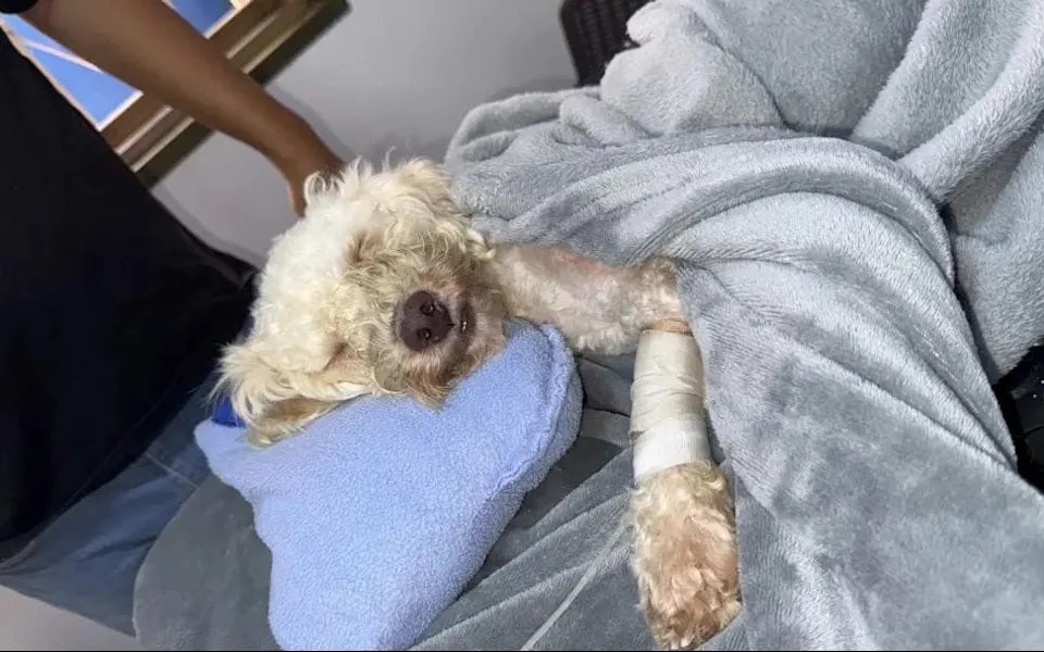 Poodle Beyli Pulled Alive From Venezuelan Earthquake Rubble After 29 Days