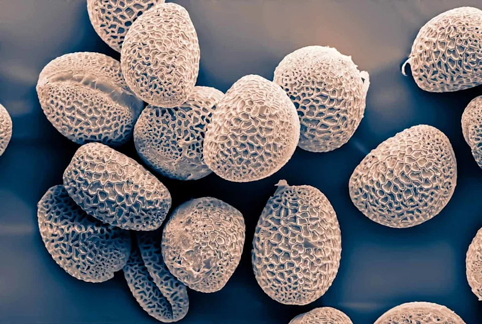 Gusenica koja 'jede' stiropor: otkriće koje može pomoći u razgradnji polistirena