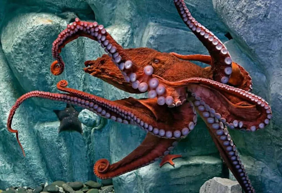 Milion Hobotnica Spašen: Nueva Pescanova Povukla Plan Za Farmu Na Gran Canariji