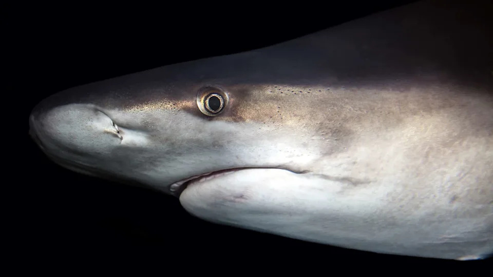 Why Sharks Keep Stealing Anglers’ Catches — And How NOAA Is Responding
