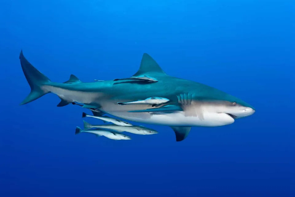 Why Sharks Keep Stealing Anglers’ Catches — And How NOAA Is Responding