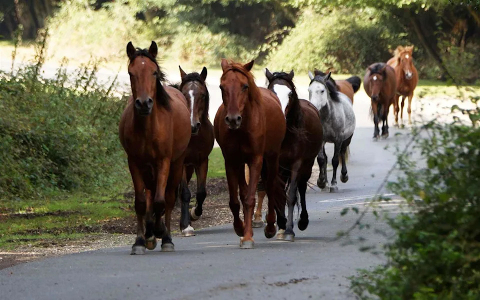 New Forest Pony Drifts Postponed After Equine Flu Outbreak — First In About 30 Years