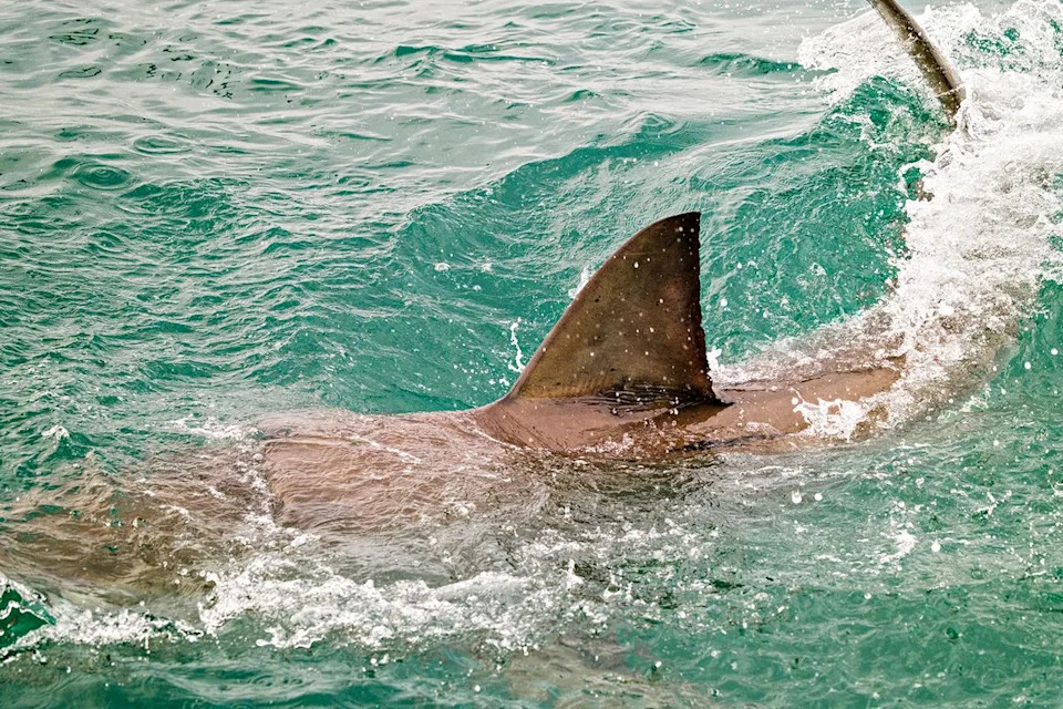 Hero at the Shore: Man Pushes Pregnant Fiancée to Safety After Shark Bites His Foot Near Florida Beach