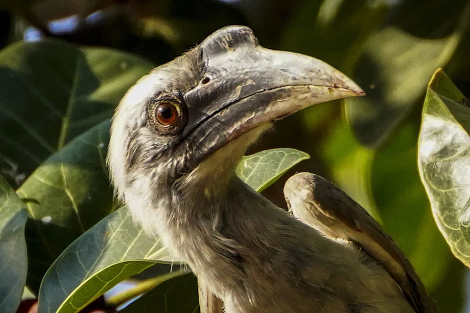 Indian Grey Hornbills Rebound in Gujarat’s Gir After 60 Years — What Their Return Means