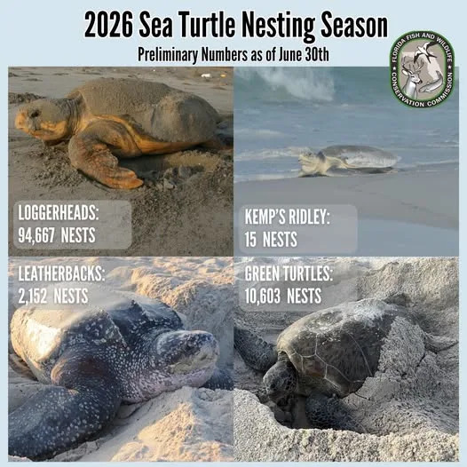 Florida Sea Turtle Nesting Season Poised To Break Records in 2026