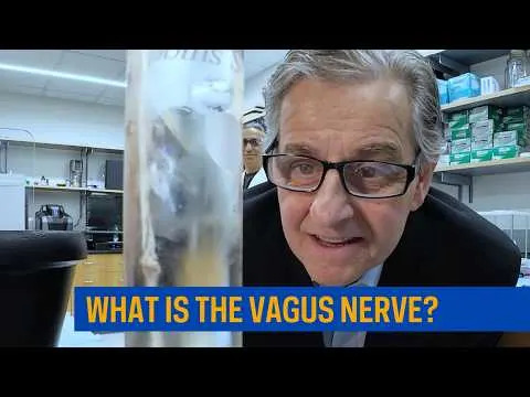 Otkriven Signal Vagus Nerva Koji Povezuje Hranu i Formiranje Sećanja (studija na pacovima)