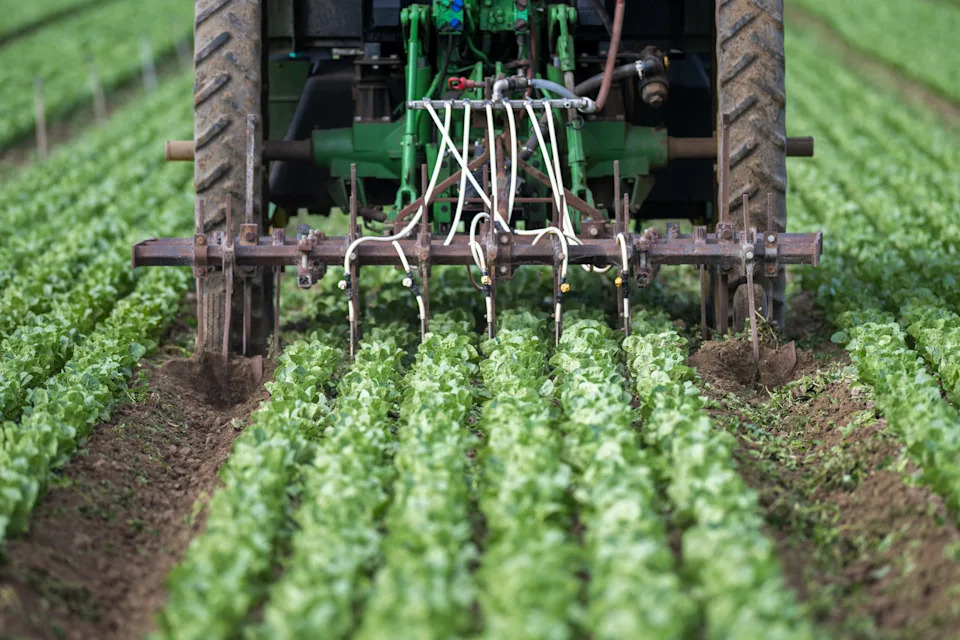 Why Nutrition Experts Still Ate Salad During the Cyclospora Outbreak — and How They Weigh the Risk