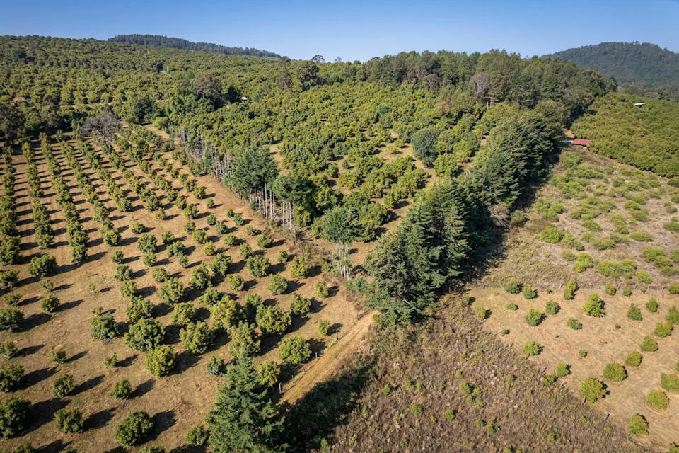 Better Guacamole, Cleaner Rivers: How U.S. Import Rules Cut Mexico’s Avocado Pollution