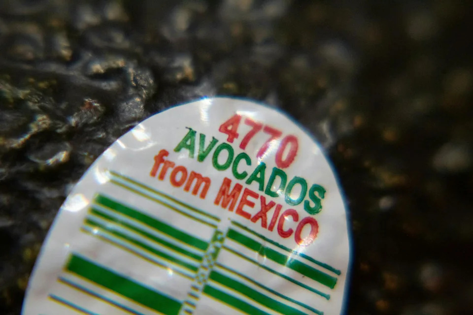 Better Guacamole, Cleaner Rivers: How U.S. Import Rules Cut Mexico’s Avocado Pollution