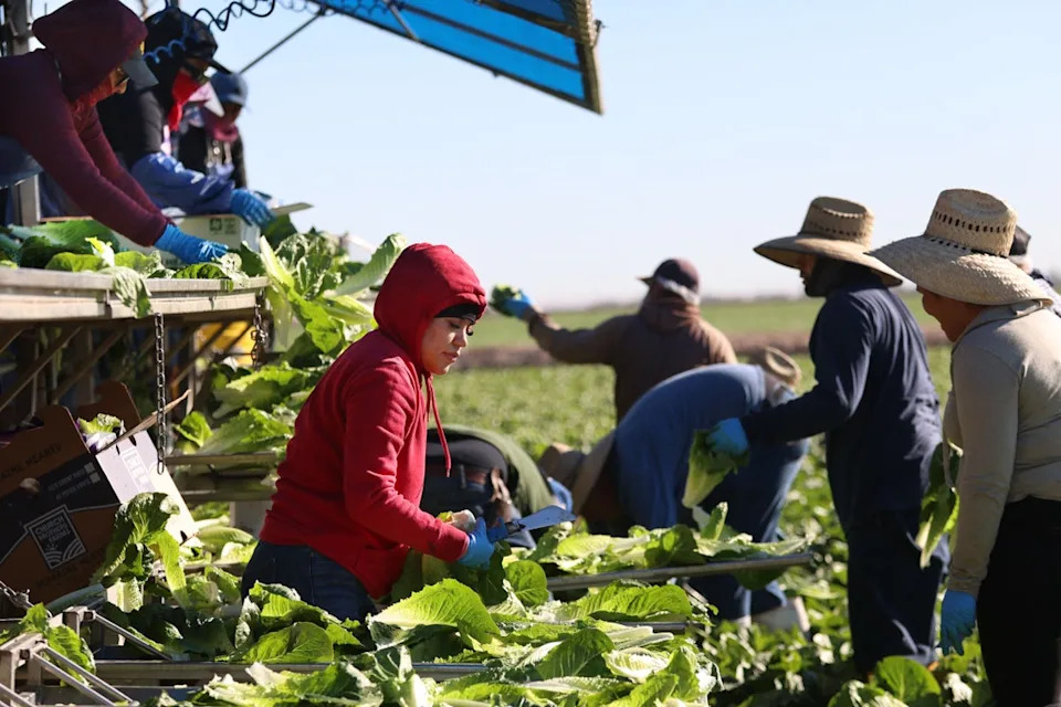 Michigan Cyclospora Outbreak Shows Signs of Peaking After Cases Top 10,000