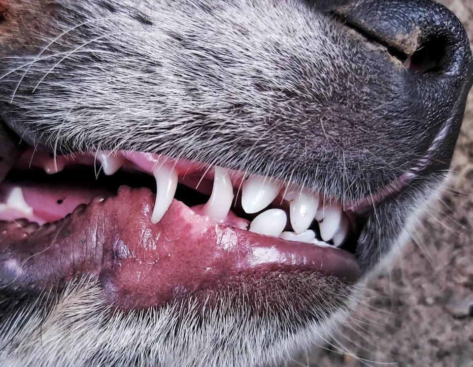 Why Carnivore Teeth Must Choose: The Slice‑Or‑Crush Evolutionary Trade‑Off