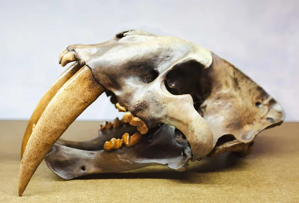 Why Carnivore Teeth Must Choose: The Slice‑Or‑Crush Evolutionary Trade‑Off