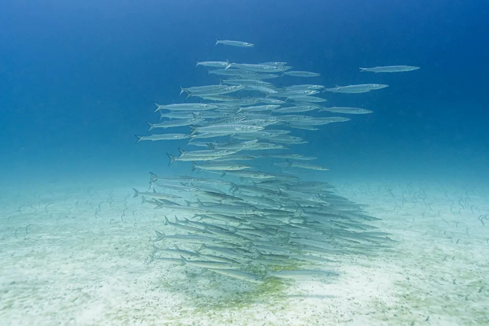 Texas Teen To Undergo Surgery After Rare Barracuda Bite During Turks And Caicos Vacation
