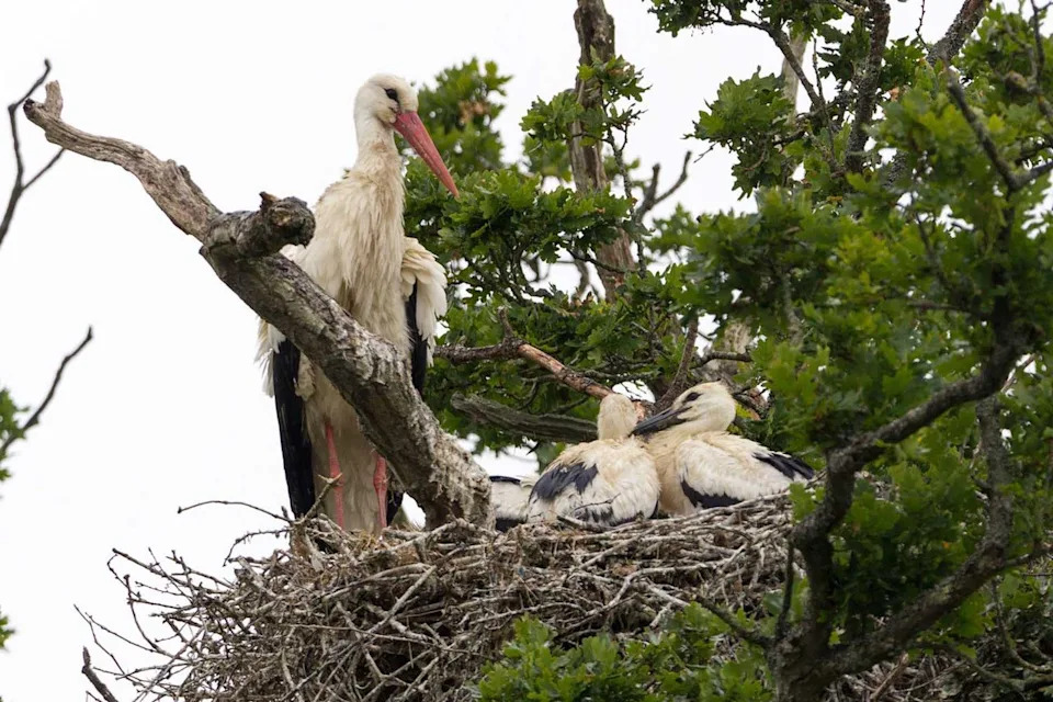 Tri Mladića Belih Roda Puštena u Willington Wetlands — Prvi Povratak u Midlands Posle Više od 600 Godina