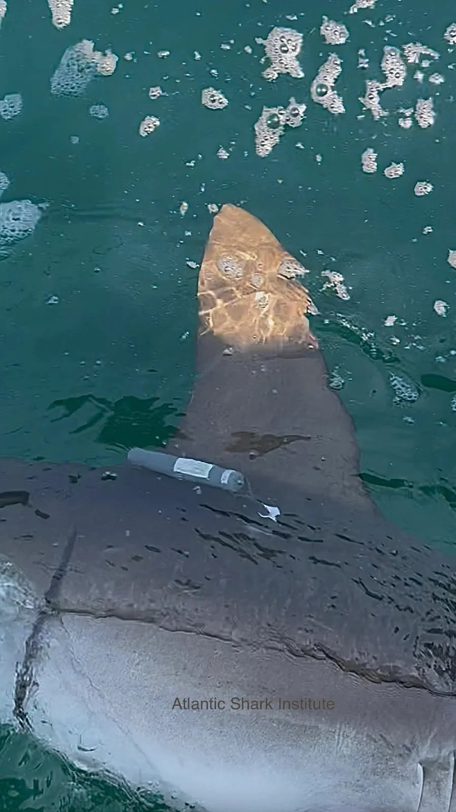 Atlantic Shark Institute Records Its First Hammerhead Tag Off Block Island