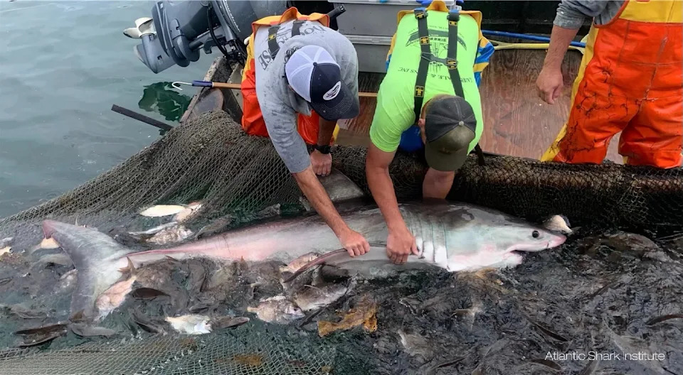 Atlantic Shark Institute Records Its First Hammerhead Tag Off Block Island